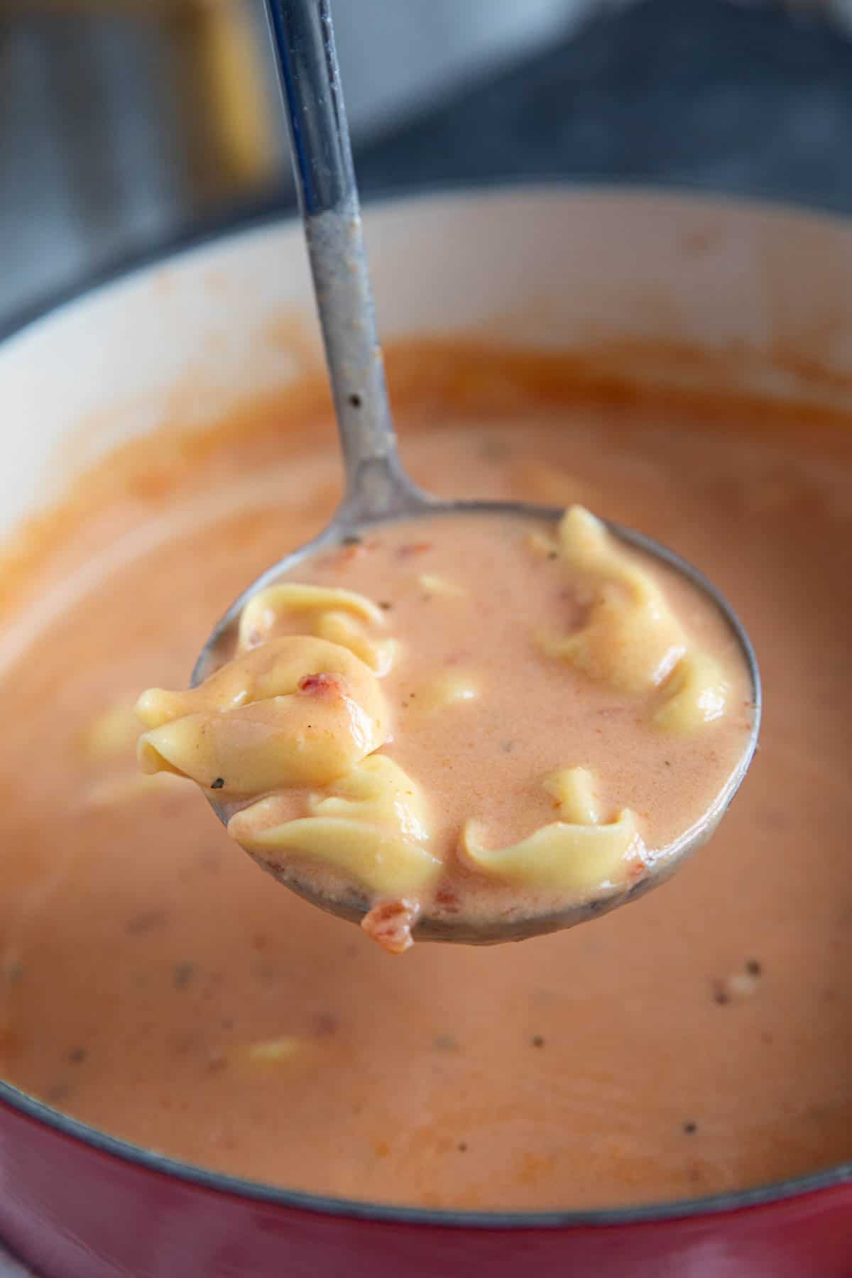 Ladle full of Creamy Tortellini Soup.